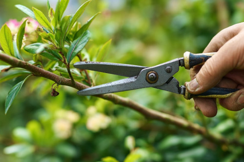 Czym obcinać gałęzie? Przewodnik po narzędziach do przycinania drzew i krzewów